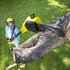 Best Stump Grinding and Removal  in La Ada Flintridge, CA